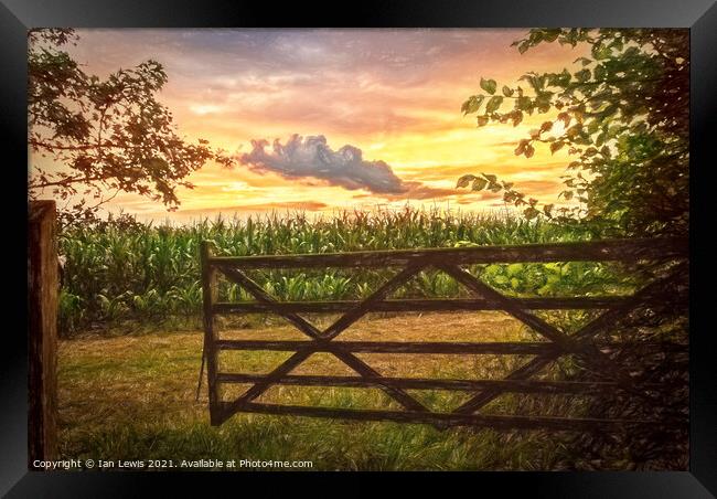 Maize Field At Sunset Framed Print by Ian Lewis