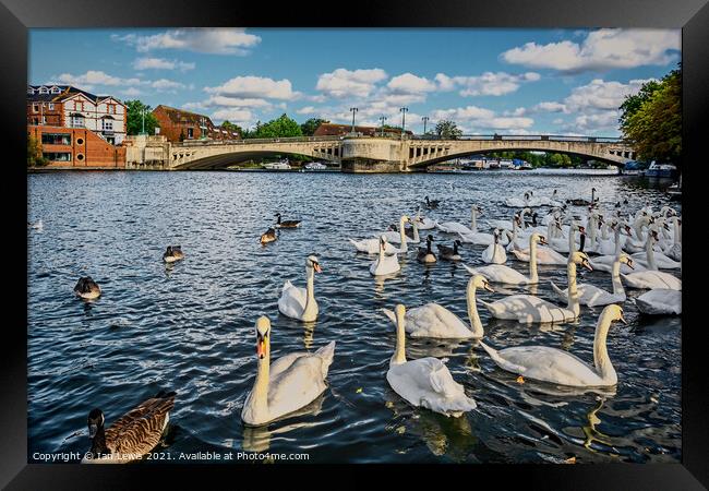 Swans by Caversham Bridge in Reading Framed Print by Ian Lewis