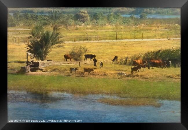 A River Nile Island With Cattle Framed Print by Ian Lewis