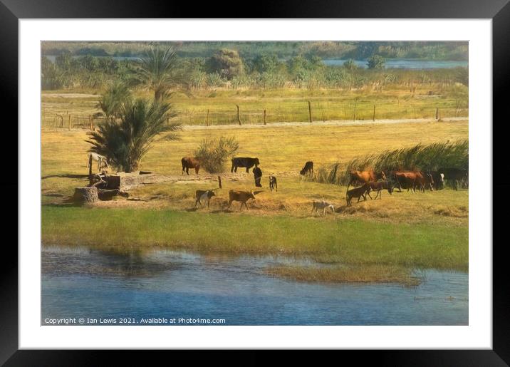 A River Nile Island With Cattle Framed Mounted Print by Ian Lewis