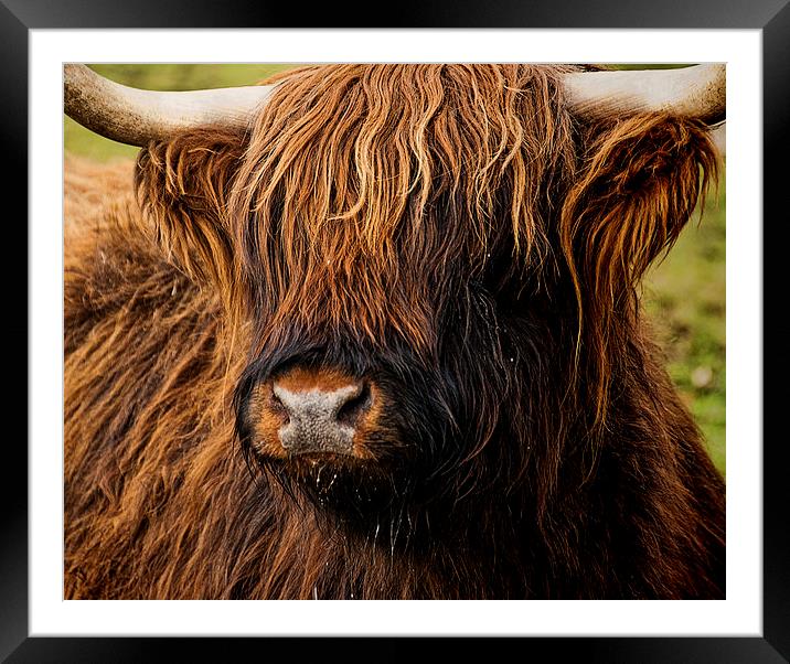 West Highland Cattle Framed Mounted Print by Ian Lewis