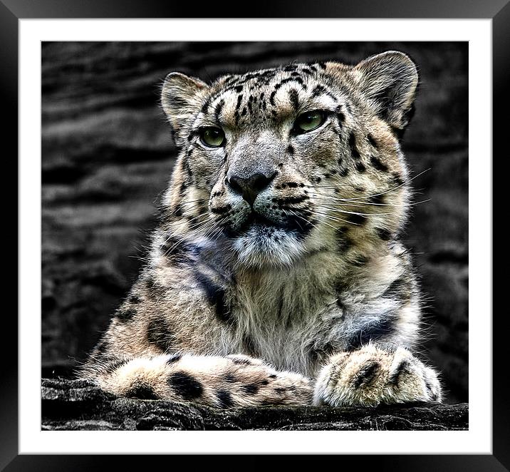 Snow Leopard Framed Mounted Print by Ian Lewis