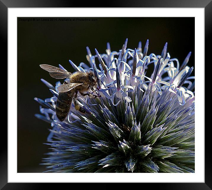 Honey Bee on a Globe Thistle Framed Mounted Print by Ian Lewis