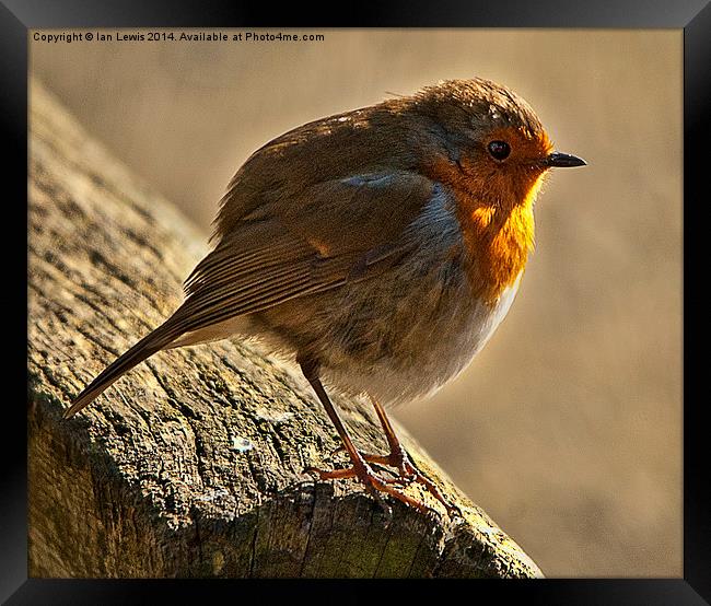 Winter Robin Framed Print by Ian Lewis