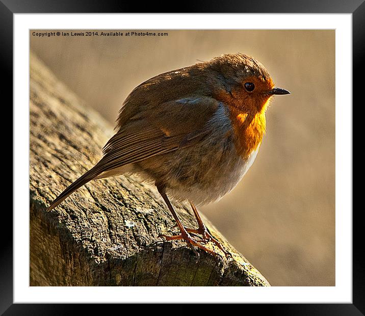 Winter Robin Framed Mounted Print by Ian Lewis