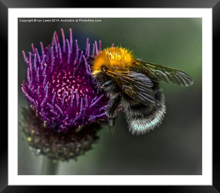  Bumblebee on Cynara Cardunculus Framed Mounted Print by Ian Lewis