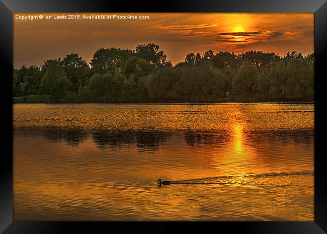  Last Duck Of The Day Framed Print by Ian Lewis