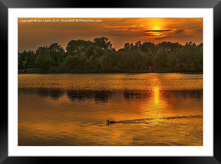  Last Duck Of The Day Framed Mounted Print by Ian Lewis