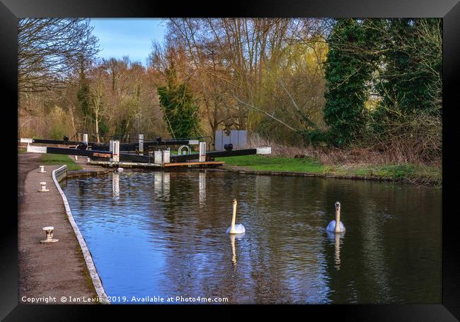 Swans At Greenham Lock Framed Print by Ian Lewis