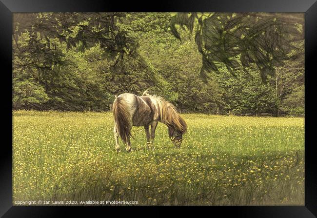 Pony In The Buttercups Digital Art Framed Print by Ian Lewis
