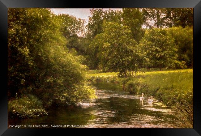 Swans On The Itchen a Digital Painting Framed Print by Ian Lewis