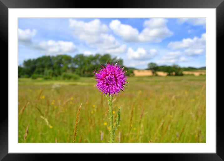 Simply Thistle Framed Mounted Print by Paul Betts