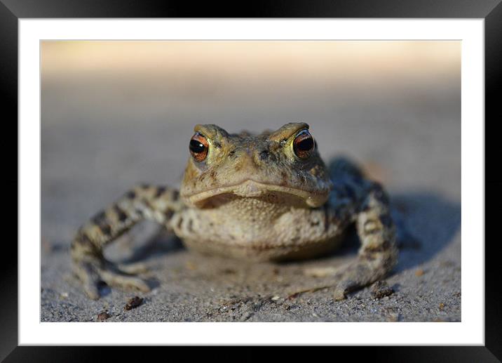 Toad Framed Mounted Print by Paul Betts