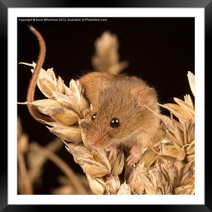 Harvest Mouse Framed Mounted Print by Dave Whenham