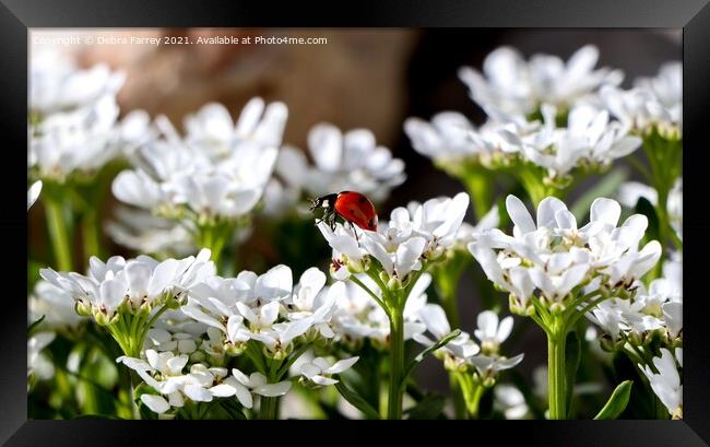 Ladybird Framed Print by Debra Farrey