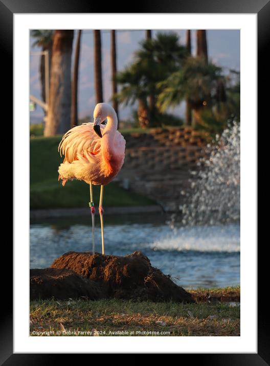 Flamingo Framed Mounted Print by Debra Farrey