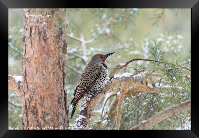 Northern Flicker Framed Print by Debra Farrey