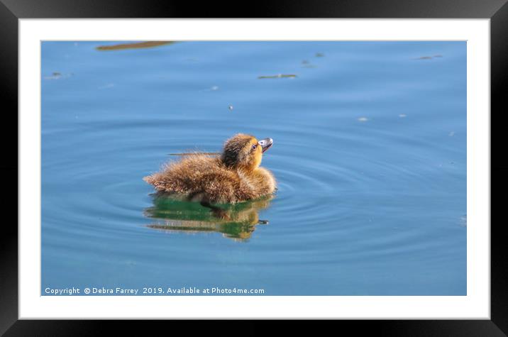 Soaking up the Sun Framed Mounted Print by Debra Farrey