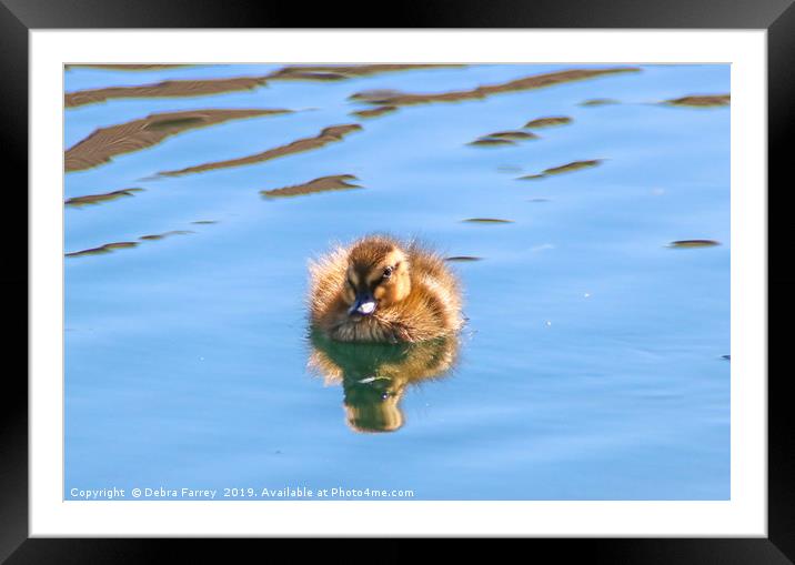 Firequacker Framed Mounted Print by Debra Farrey