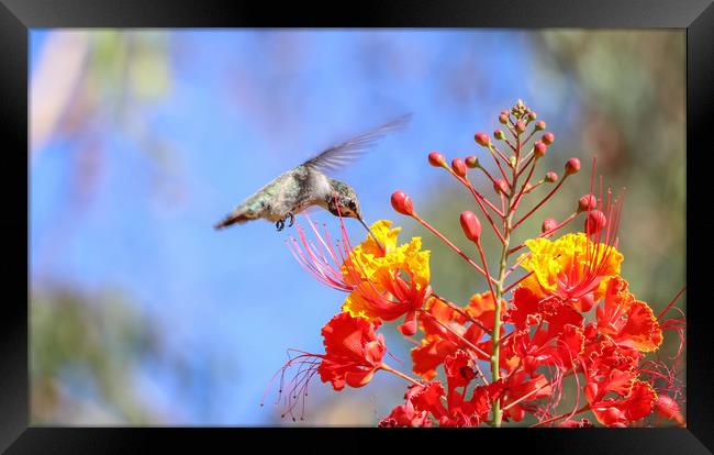 Hummingbird Framed Print by Debra Farrey