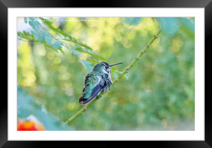 Emerald Framed Mounted Print by Debra Farrey