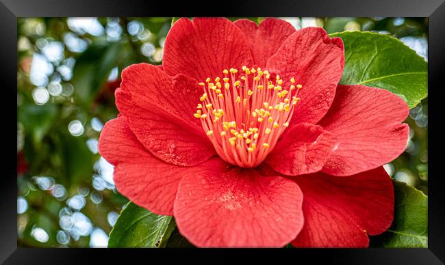 red camelia Framed Print by keith sutton