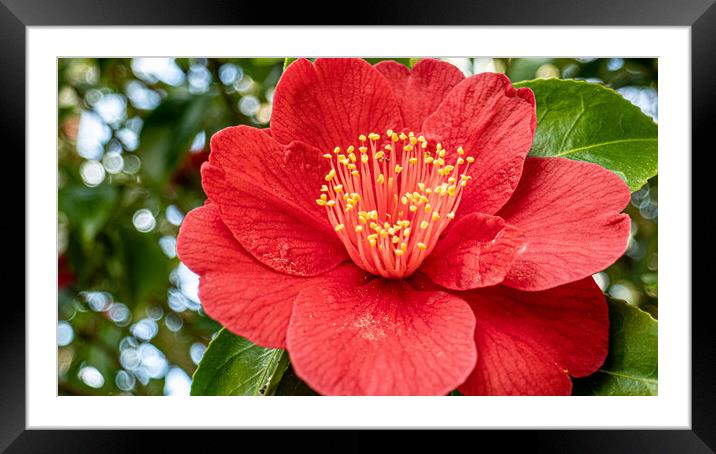red camelia Framed Mounted Print by keith sutton