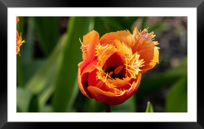 tulip Framed Mounted Print by keith sutton