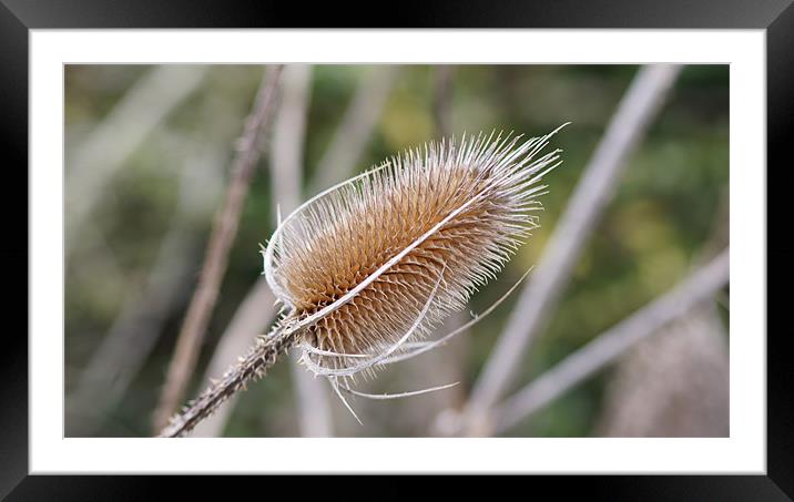 Teasel Framed Mounted Print by keith sutton
