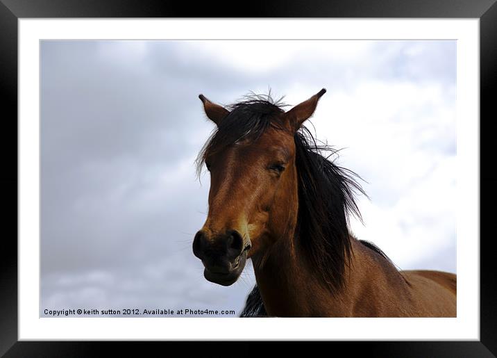 Equine Framed Mounted Print by keith sutton