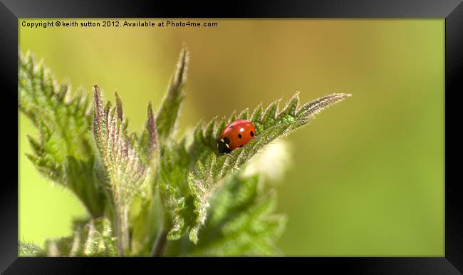 ladybird on nettle Framed Print by keith sutton