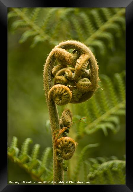 new frond Framed Print by keith sutton