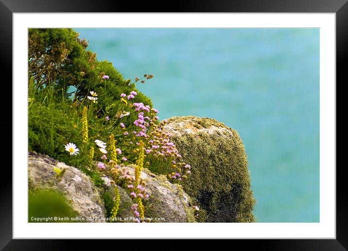 cliff edge plants Framed Mounted Print by keith sutton