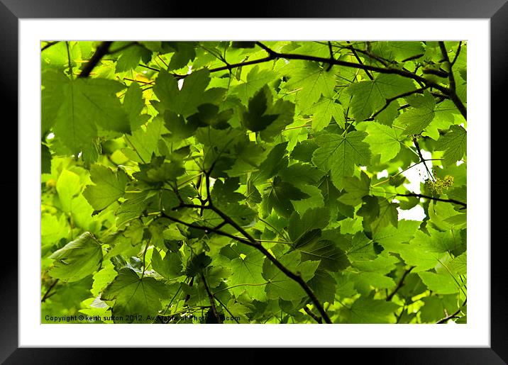 summer leaves Framed Mounted Print by keith sutton