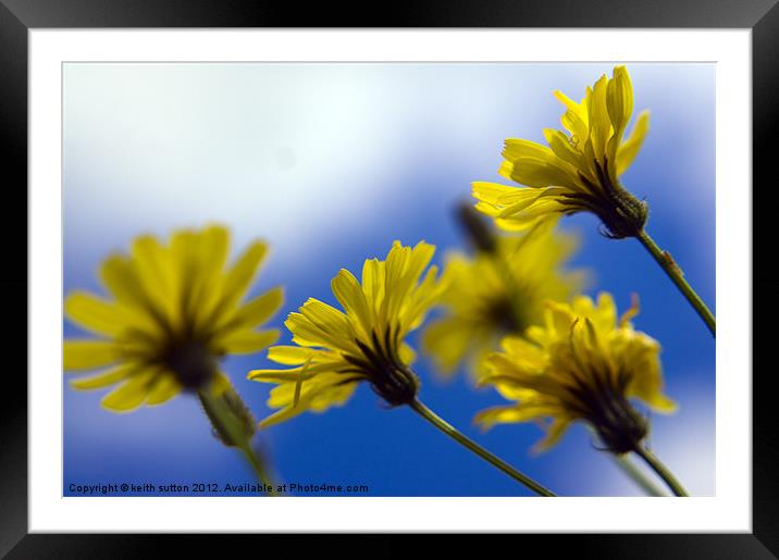 sky flowers Framed Mounted Print by keith sutton