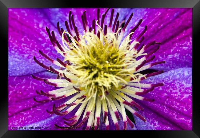 clematis Framed Print by keith sutton