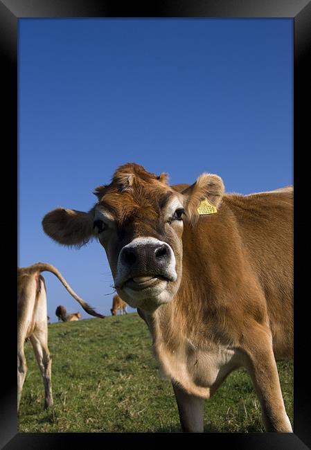 happy cow Framed Print by keith sutton