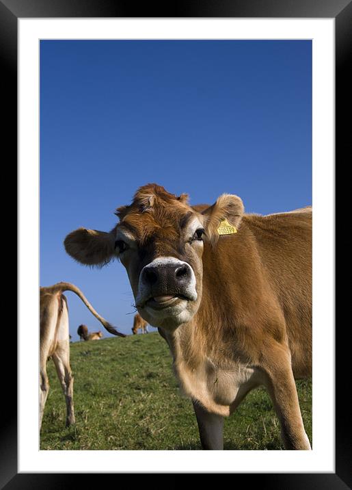 happy cow Framed Mounted Print by keith sutton