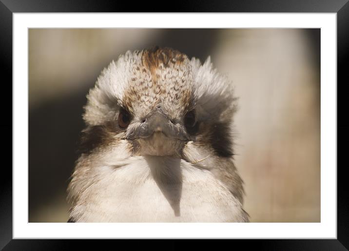 bird looks back Framed Mounted Print by keith sutton