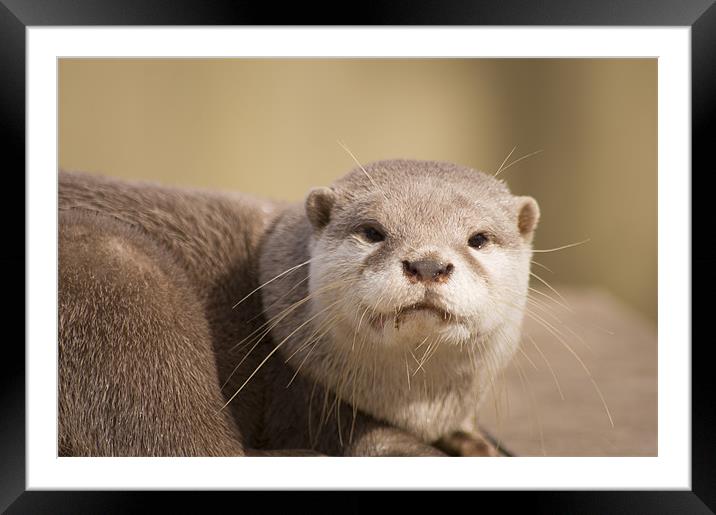 the otter Framed Mounted Print by keith sutton