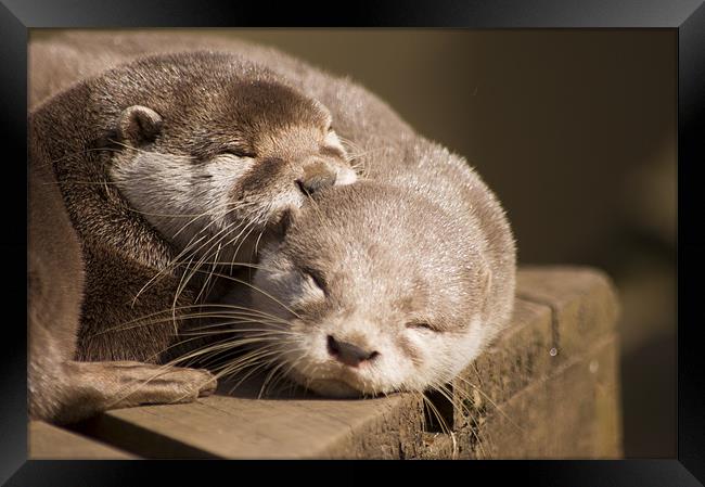 sleeping otters Framed Print by keith sutton