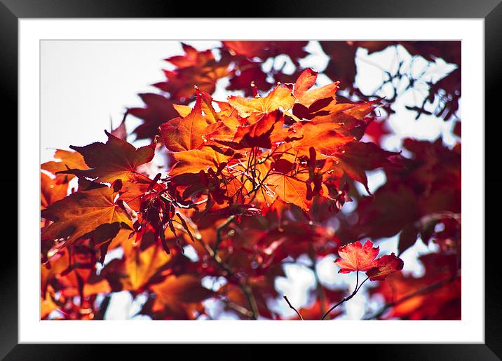 Red Acer Framed Mounted Print by keith sutton
