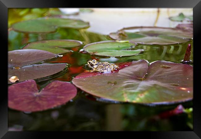 frog on a lilly Framed Print by keith sutton
