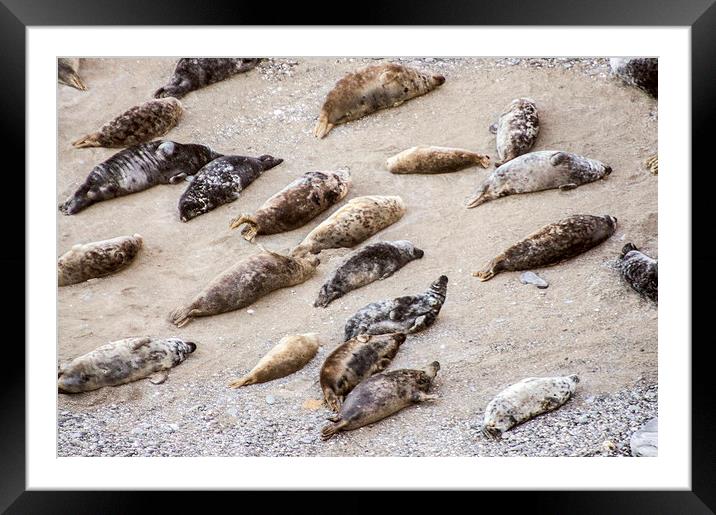  basking cornish seals Framed Mounted Print by keith sutton