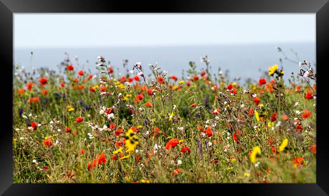  poppies at pentire Framed Print by keith sutton