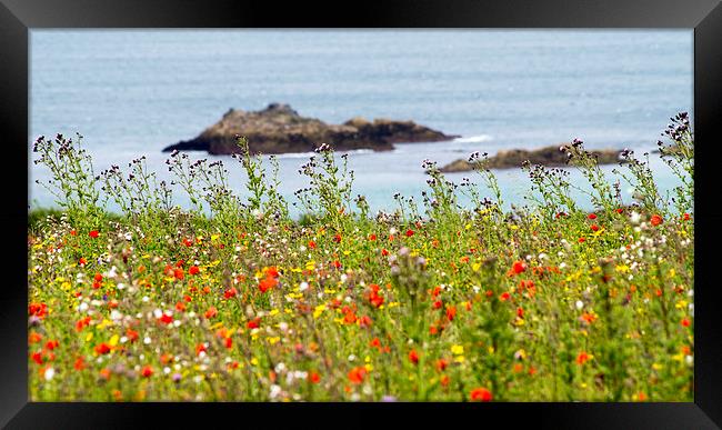  wild coastal flora Framed Print by keith sutton