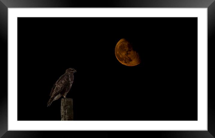  buzzard moon Framed Mounted Print by keith sutton