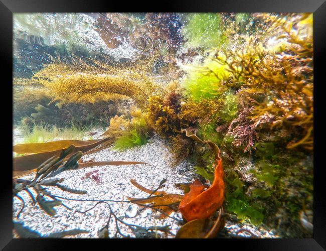 in the rockpool Framed Print by keith sutton