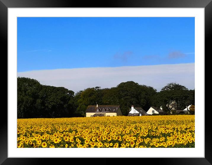 field of gold Framed Mounted Print by keith sutton