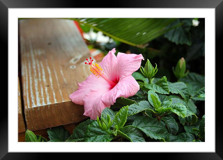 beach petals Framed Mounted Print by timothy jankowski